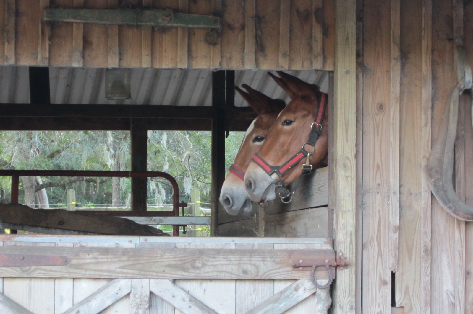 Rusty and Ruby