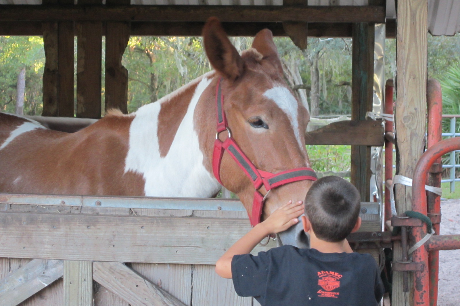 Our Mules are very friendly.